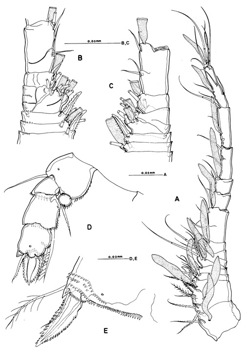 Species Misophriopsis okinawensis - Plate 7 of morphological figures