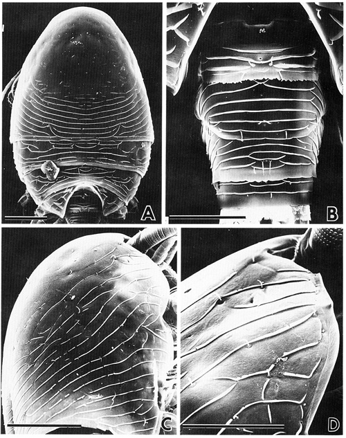Espce Misophriopsis okinawensis - Planche 8 de figures morphologiques