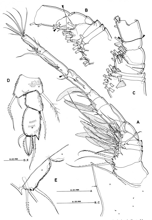 Species Misophria pallida - Plate 1 of morphological figures