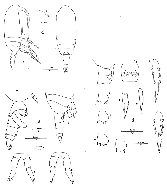 Espce Clausocalanus pergens - Planche 1 de figures morphologiques
