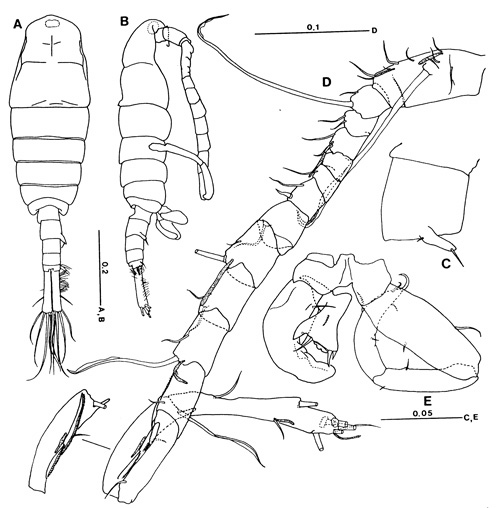 Species Tortanus (Acutanus) ecornatus - Plate 2 of morphological figures