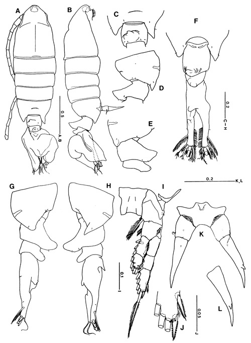 Species Tortanus (Eutortanus) terminalis - Plate 1 of morphological figures