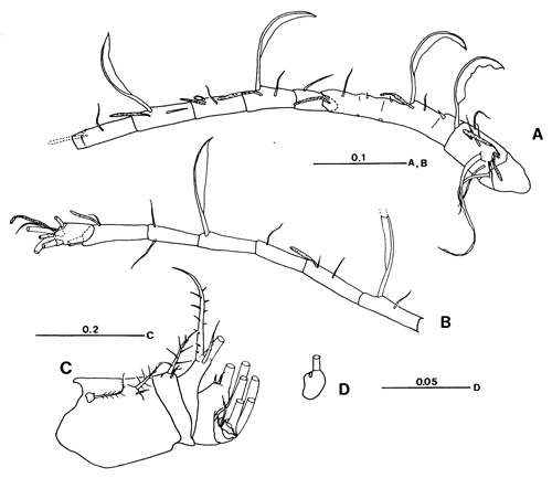 Espce Tortanus (Eutortanus) terminalis - Planche 2 de figures morphologiques