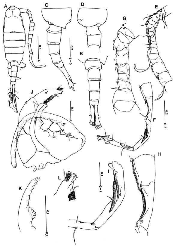 Espce Tortanus (Eutortanus) terminalis - Planche 3 de figures morphologiques