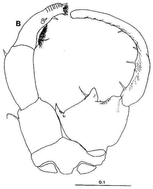 Species Tortanus (Eutortanus) derjugini - Plate 3 of morphological figures