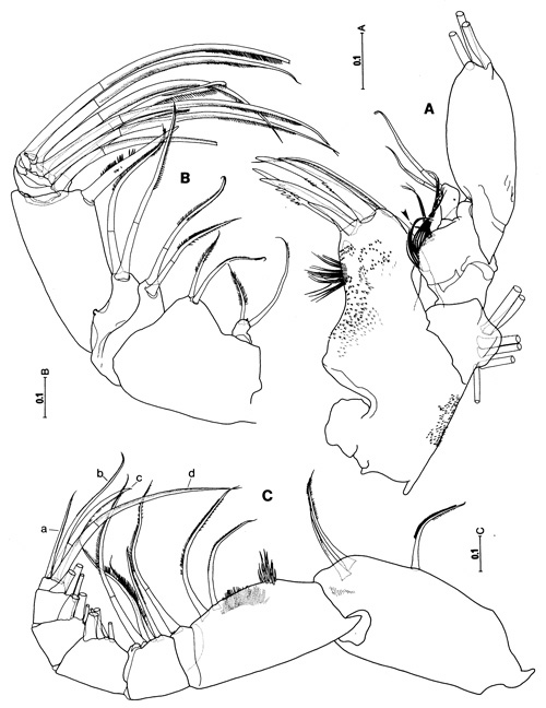 Species Crassarietellus huysi - Plate 4 of morphological figures