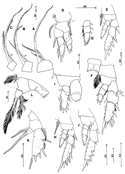 Espce Crassarietellus huysi - Planche 5 de figures morphologiques
