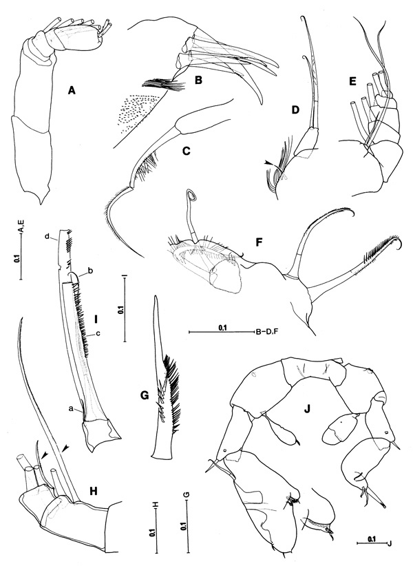 Espèce Campaneria latipes - Planche 3 de figures morphologiques