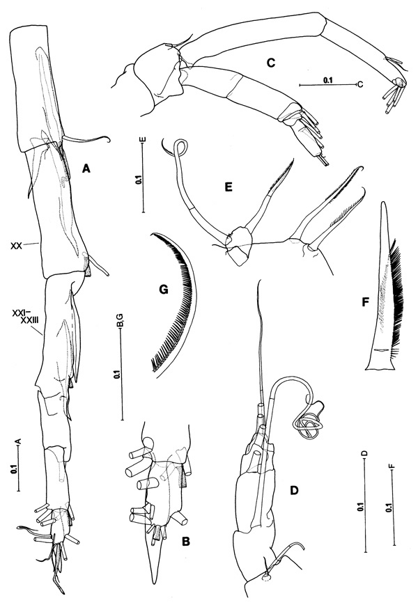 Species Paraugaptiloides magnus - Plate 2 of morphological figures