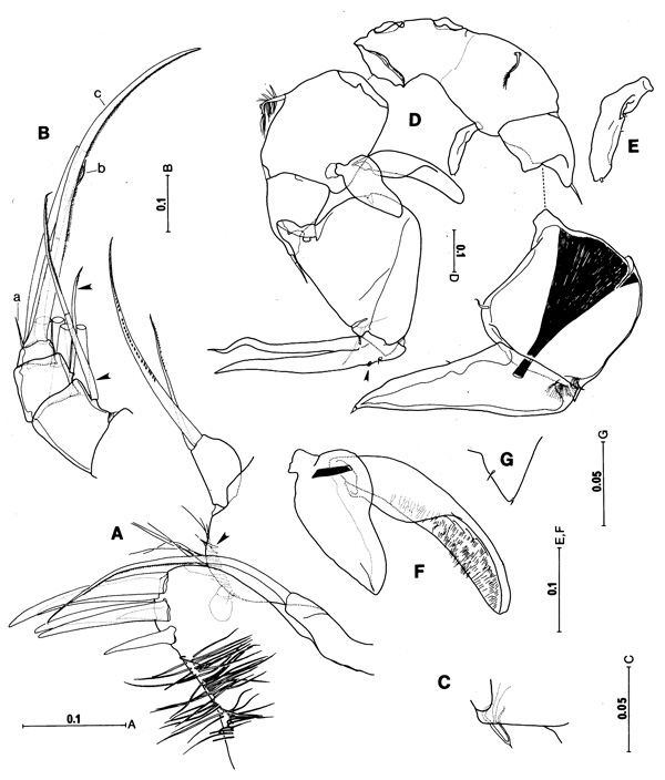 Species Paraugaptiloides magnus - Plate 3 of morphological figures