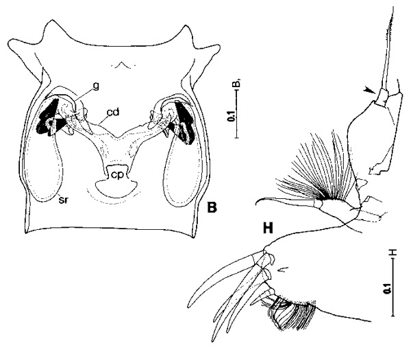 Espèce Arietellus pavoninus - Planche 1 de figures morphologiques