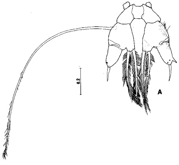 Espce Arietellus plumifer - Planche 4 de figures morphologiques