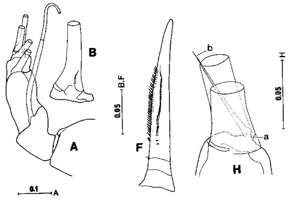 Espce Arietellus mohri - Planche 3 de figures morphologiques