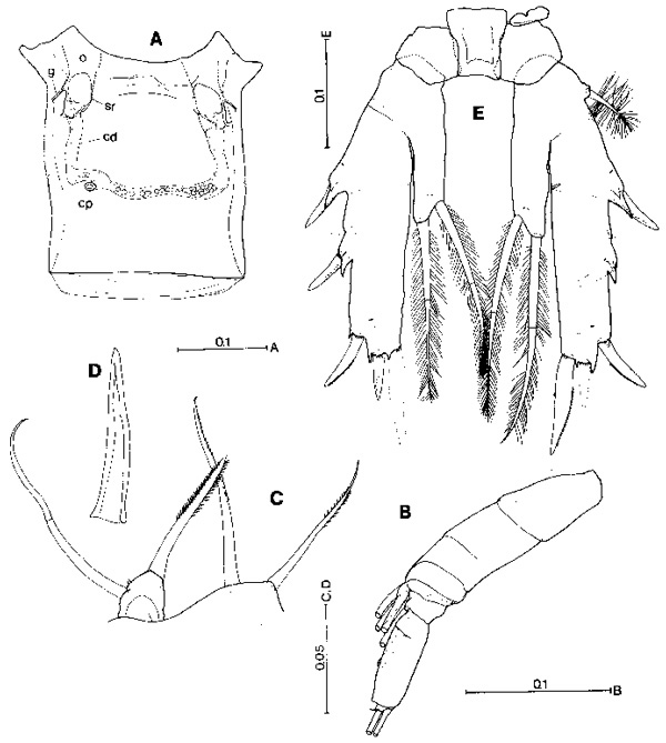 Species Paramisophria giselae - Plate 1 of morphological figures