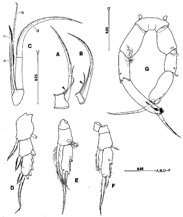 Species Metacalanus sp.1 - Plate 2 of morphological figures