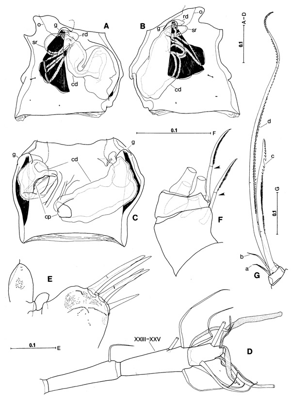 Espce Paraugaptilus similis - Planche 1 de figures morphologiques