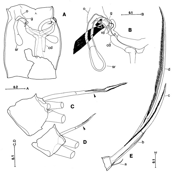 Espèce Sarsarietellus abyssalis - Planche 1 de figures morphologiques