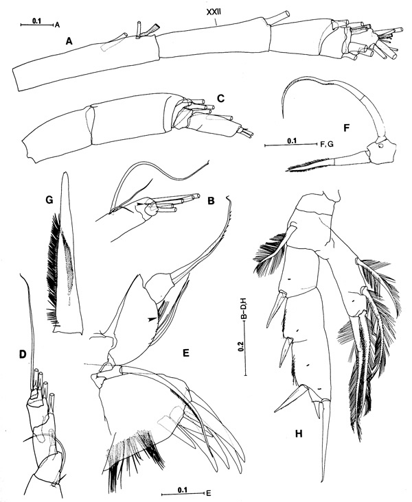 Espèce Sarsarietellus abyssalis - Planche 2 de figures morphologiques