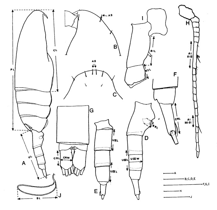 Genre Pseudocalanus - Planche 1