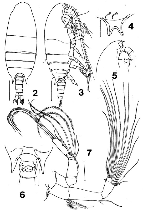 Espèce Bradyidius plinioi - Planche 1 de figures morphologiques