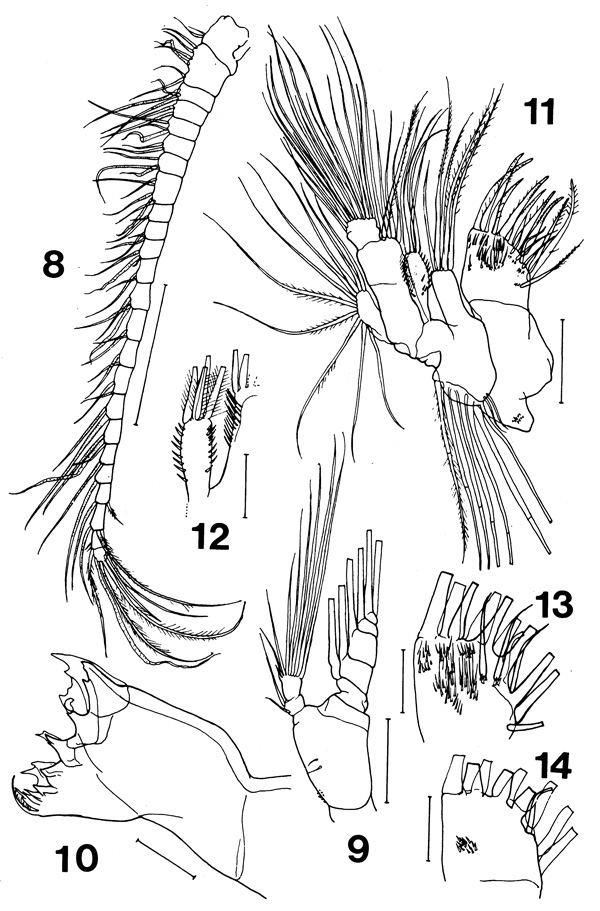 Espèce Bradyidius plinioi - Planche 2 de figures morphologiques