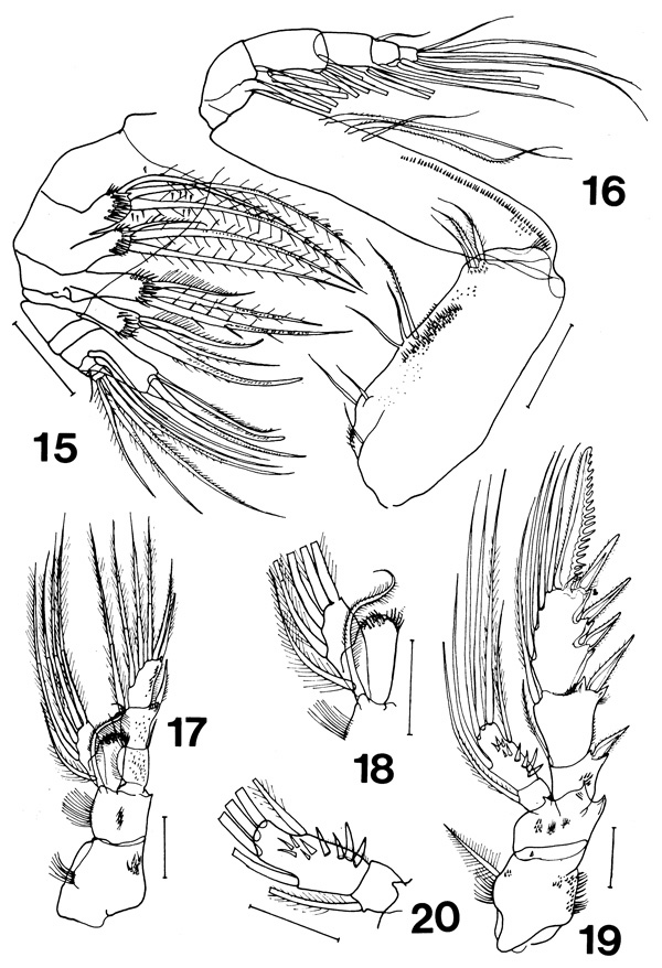 Espèce Bradyidius plinioi - Planche 3 de figures morphologiques