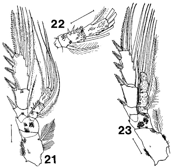 Espèce Bradyidius plinioi - Planche 4 de figures morphologiques