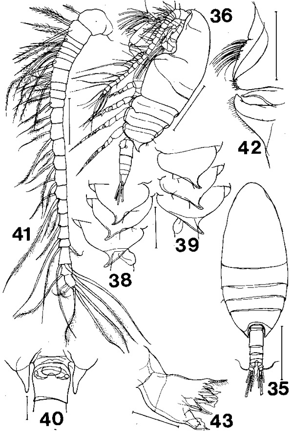 Species Paracomantenna magalyae - Plate 1 of morphological figures