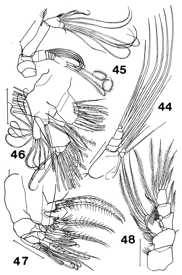 Species Paracomantenna magalyae - Plate 2 of morphological figures
