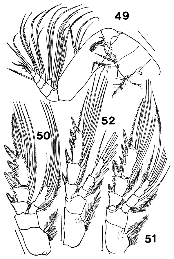 Species Paracomantenna magalyae - Plate 3 of morphological figures