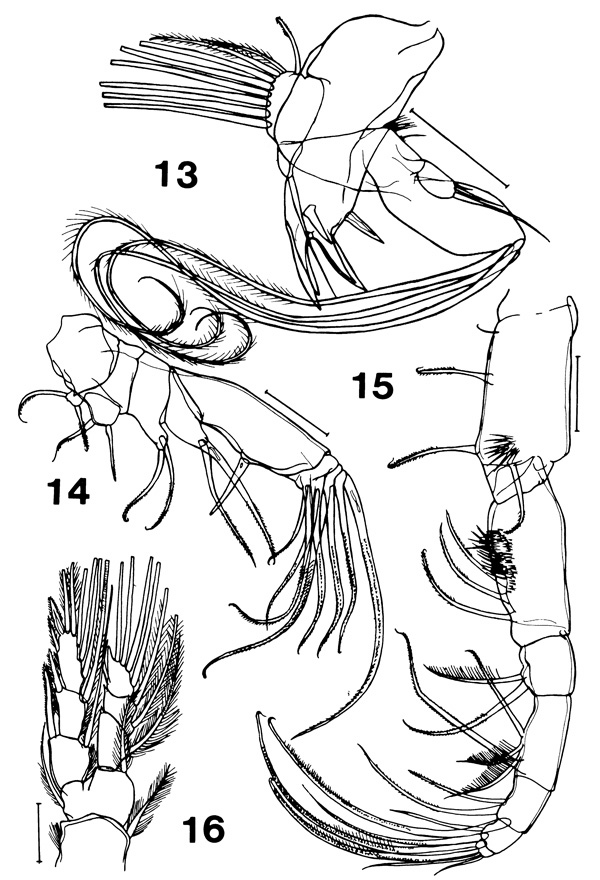 Espce Paramisophria giselae - Planche 4 de figures morphologiques
