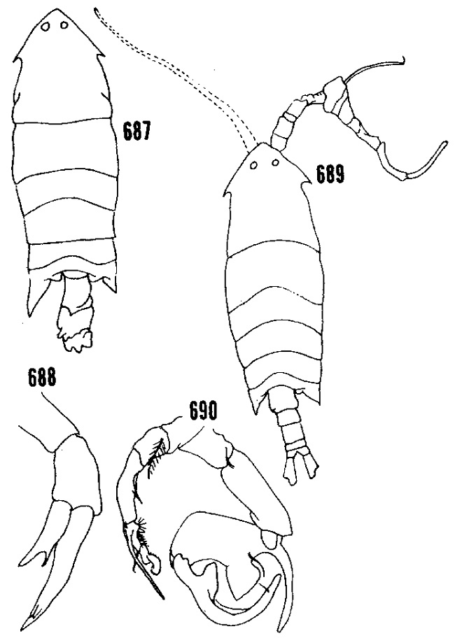 Species Pontella atlantica - Plate 1 of morphological figures