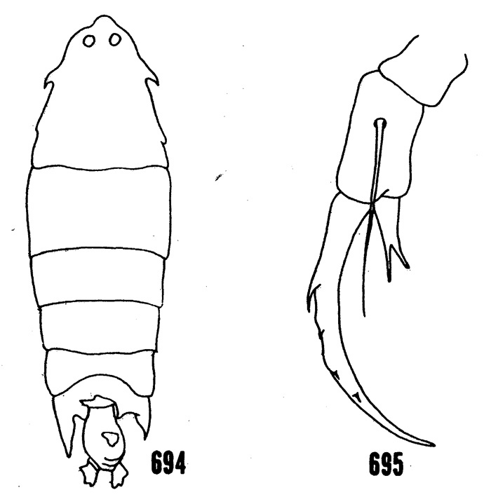 Espèce Pontella spinipes - Planche 1 de figures morphologiques