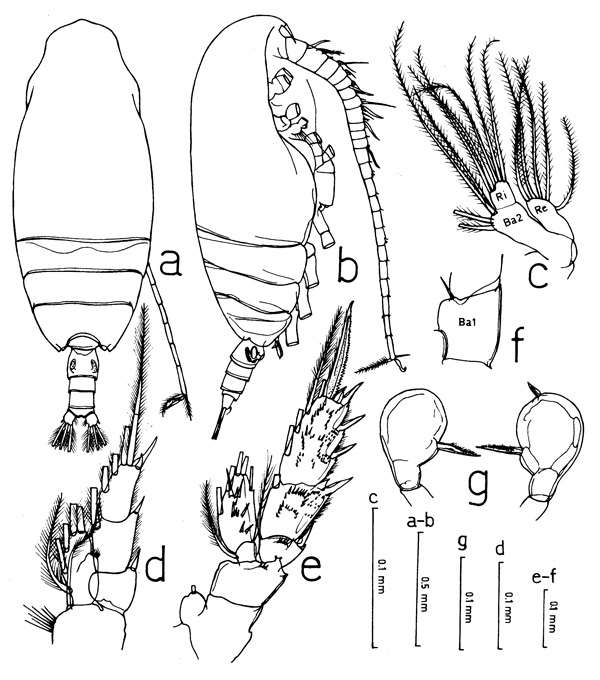 Species Pseudoamallothrix ovata - Plate 7 of morphological figures