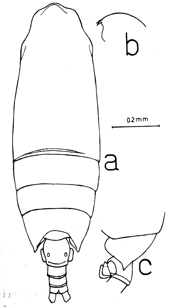 Espce Paivella naporai - Planche 1 de figures morphologiques
