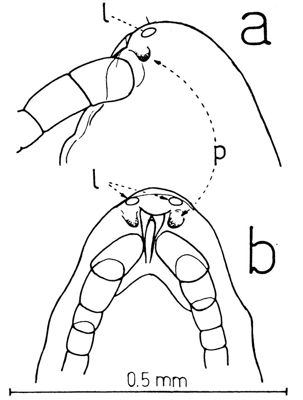Species Xanthocalanus marlyae - Plate 1 of morphological figures