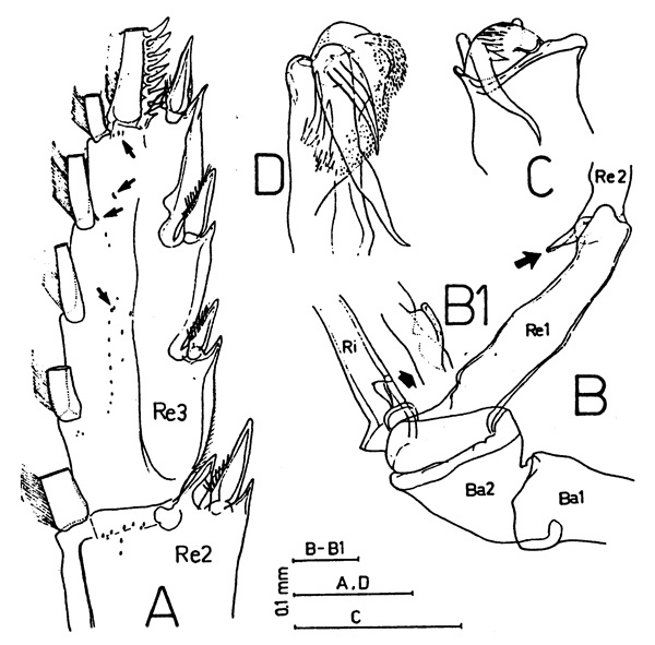 Espce Macandrewella chelipes - Planche 4 de figures morphologiques