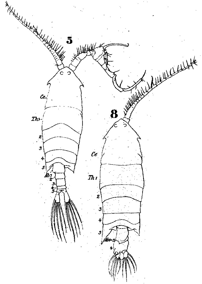 Species Pontella atlantica - Plate 2 of morphological figures