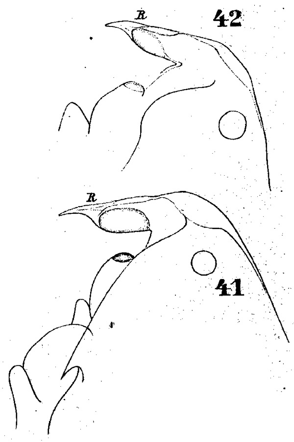 Species Pontella atlantica - Plate 3 of morphological figures