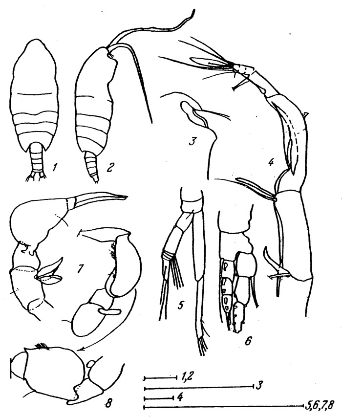 Espce Paraugaptiloides magnus - Planche 4 de figures morphologiques