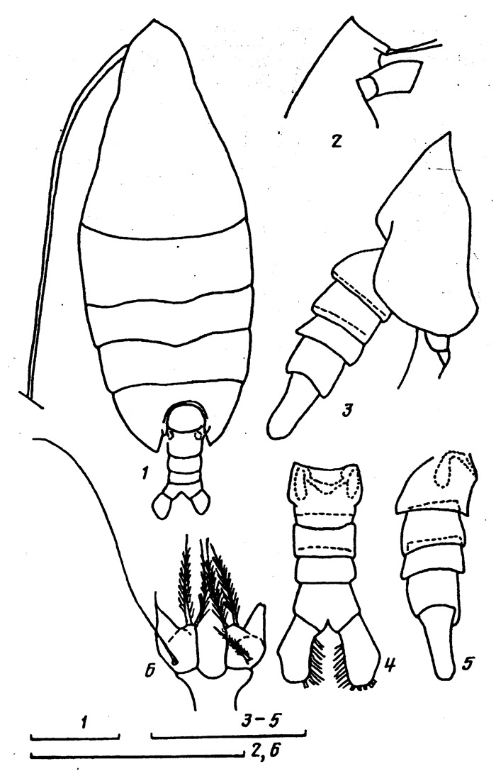Espce Arietellus simplex - Planche 5 de figures morphologiques
