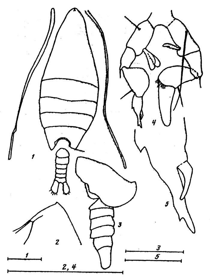 Espce Arietellus simplex - Planche 6 de figures morphologiques