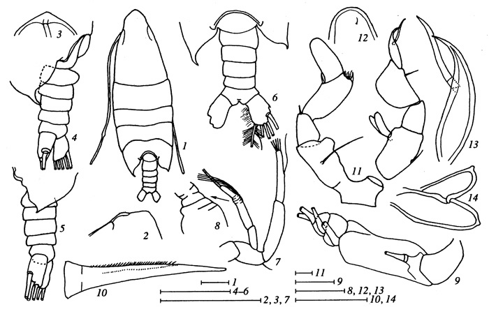 Espce Arietellus mohri - Planche 4 de figures morphologiques