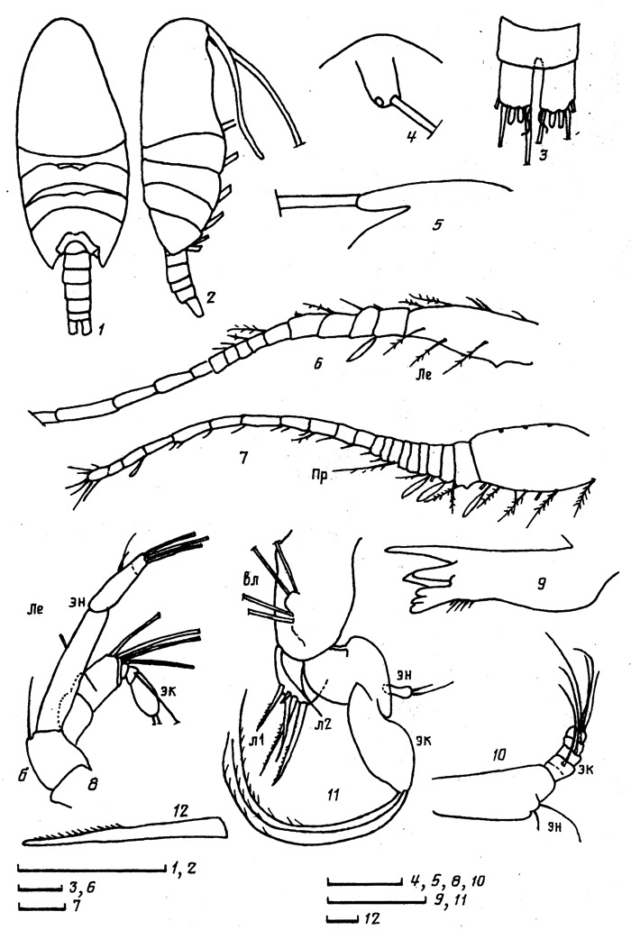 Espce Paramisophria ovata - Planche 1 de figures morphologiques