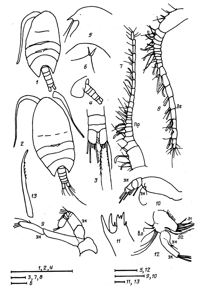 Espèce Paramisophria rostrata - Planche 1 de figures morphologiques