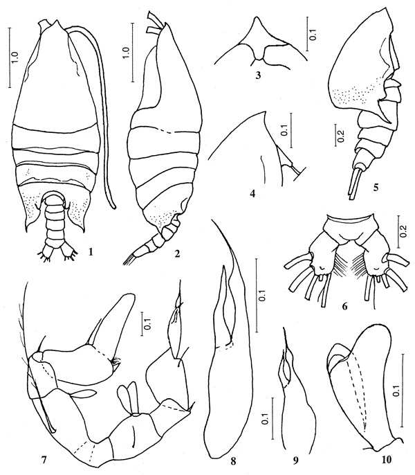 Espèce Arietellus acutus - Planche 1 de figures morphologiques