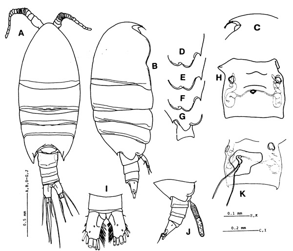 Species Paramisophria japonica - Plate 3 of morphological figures