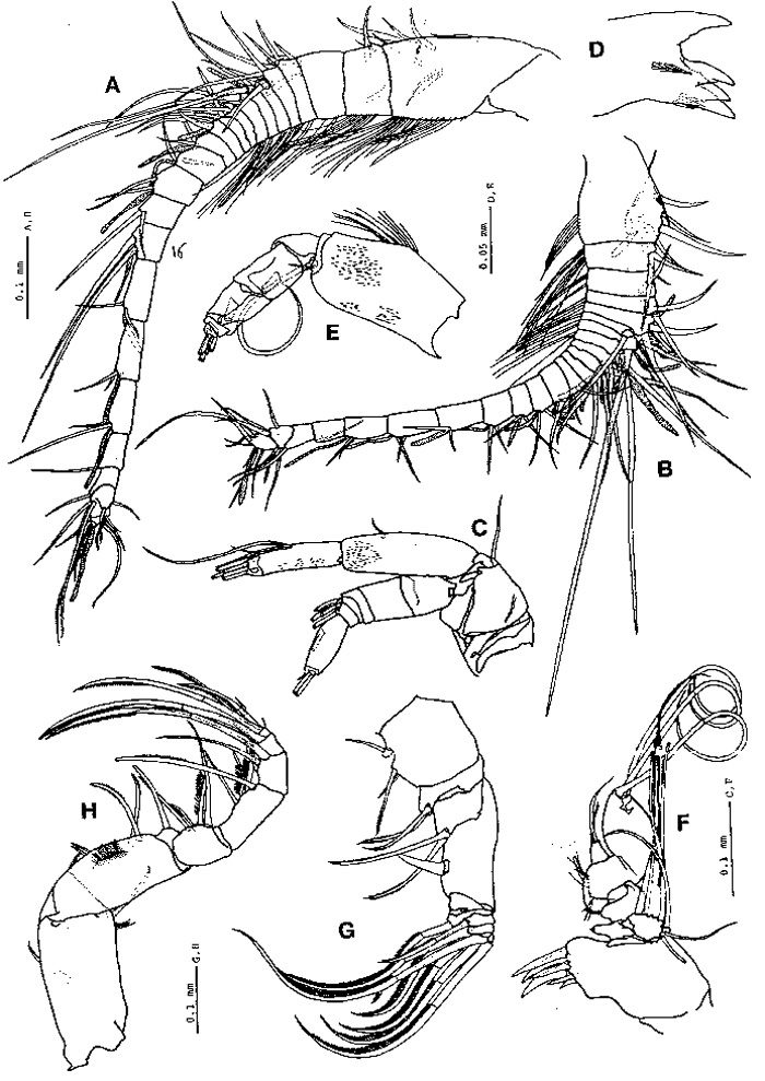 Espce Paramisophria japonica - Planche 4 de figures morphologiques