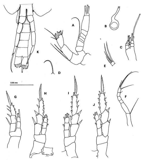 Species Disco compressus - Plate 2 of morphological figures