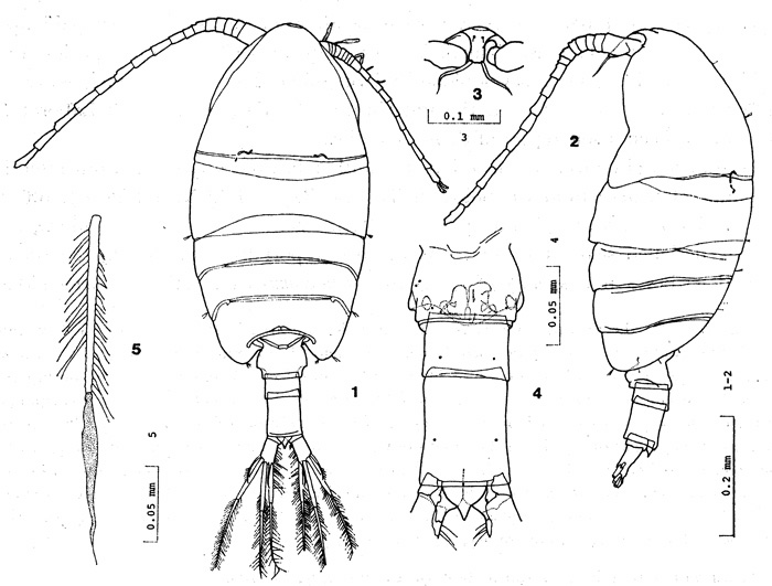 Species Metacalanus acutioperculum - Plate 1 of morphological figures